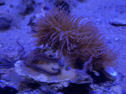 Sea Anemones at the second floor of the Haus des Meeres aquarium