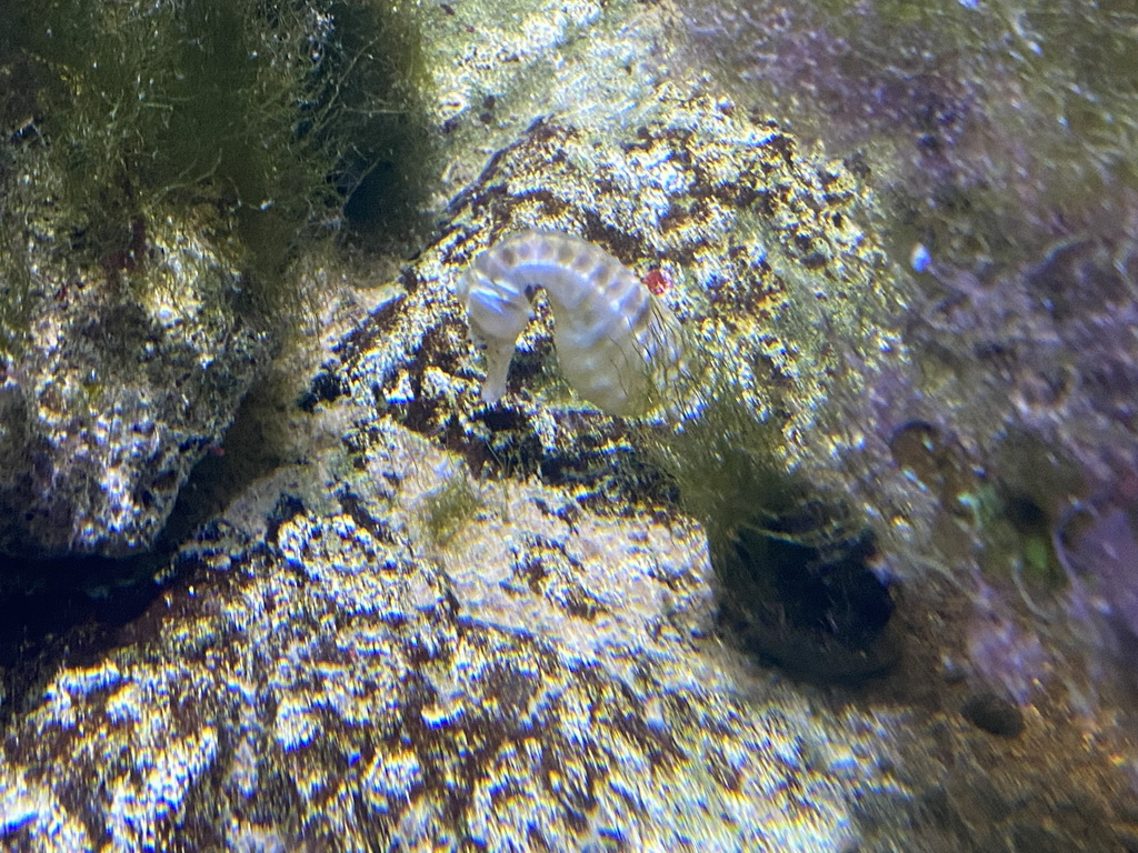 Seahorse at the second floor of the Haus des Meeres aquarium