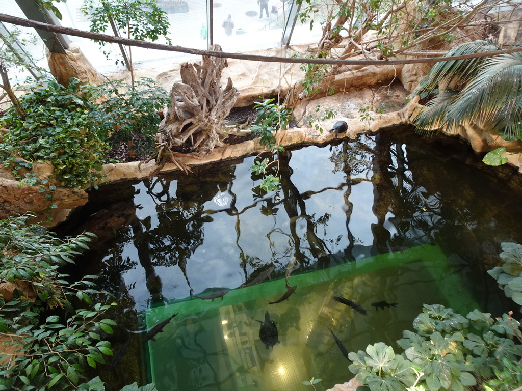 Crocodile, turtles and fishes at the Crocodile Park at the second floor of the Haus des Meeres aquarium, viewed from the Tropical House