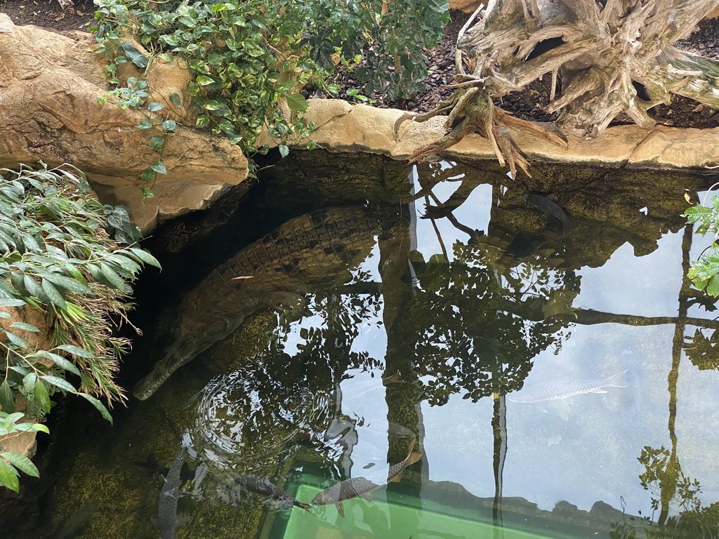 Crocodile and fishes at the Crocodile Park at the second floor of the Haus des Meeres aquarium, viewed from the Tropical House