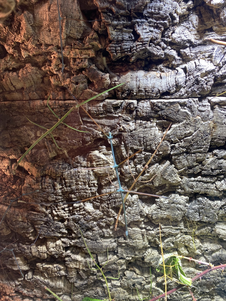 Stick Insects at the third floor of the Haus des Meeres aquarium