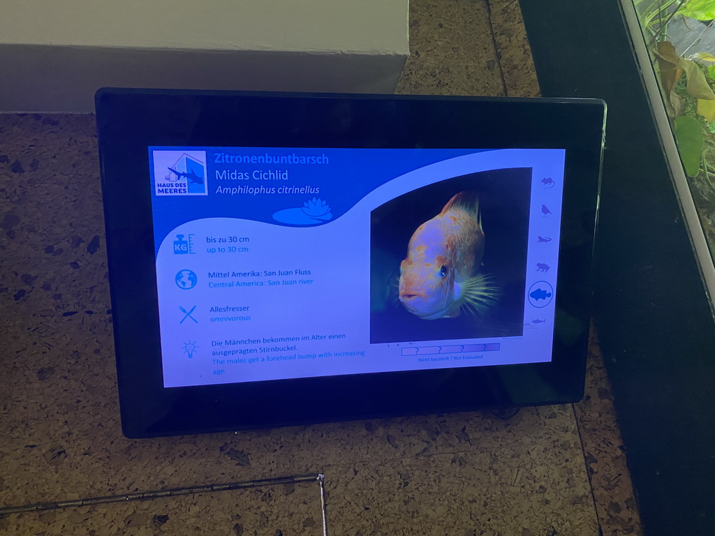 Explanation on the Midas Cichlid at the third floor of the Haus des Meeres aquarium