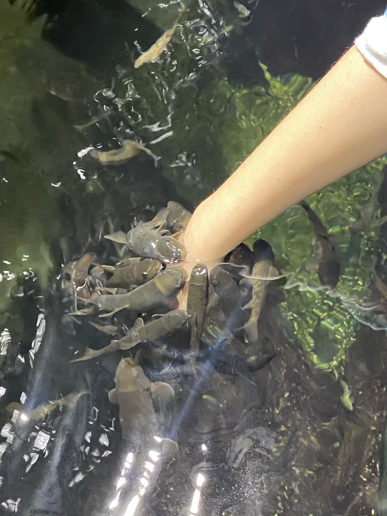 Max with Doctor Fish at the third floor of the Haus des Meeres aquarium