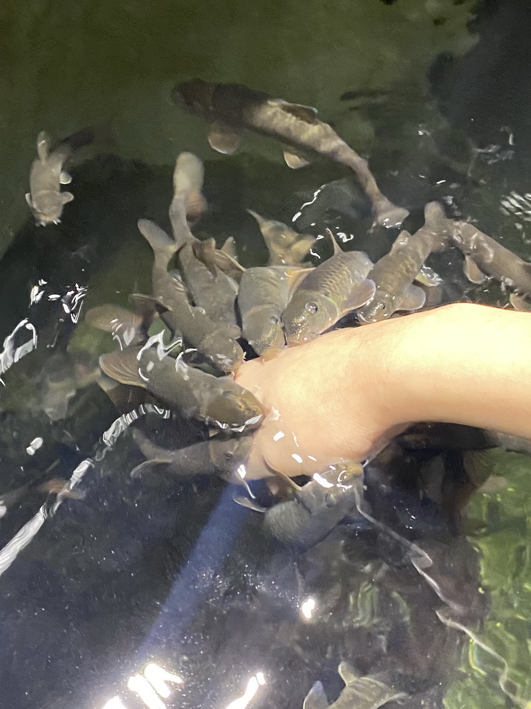 Max with Doctor Fish at the third floor of the Haus des Meeres aquarium