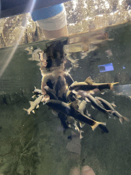 Max with Doctor Fish at the third floor of the Haus des Meeres aquarium, viewed from underwater