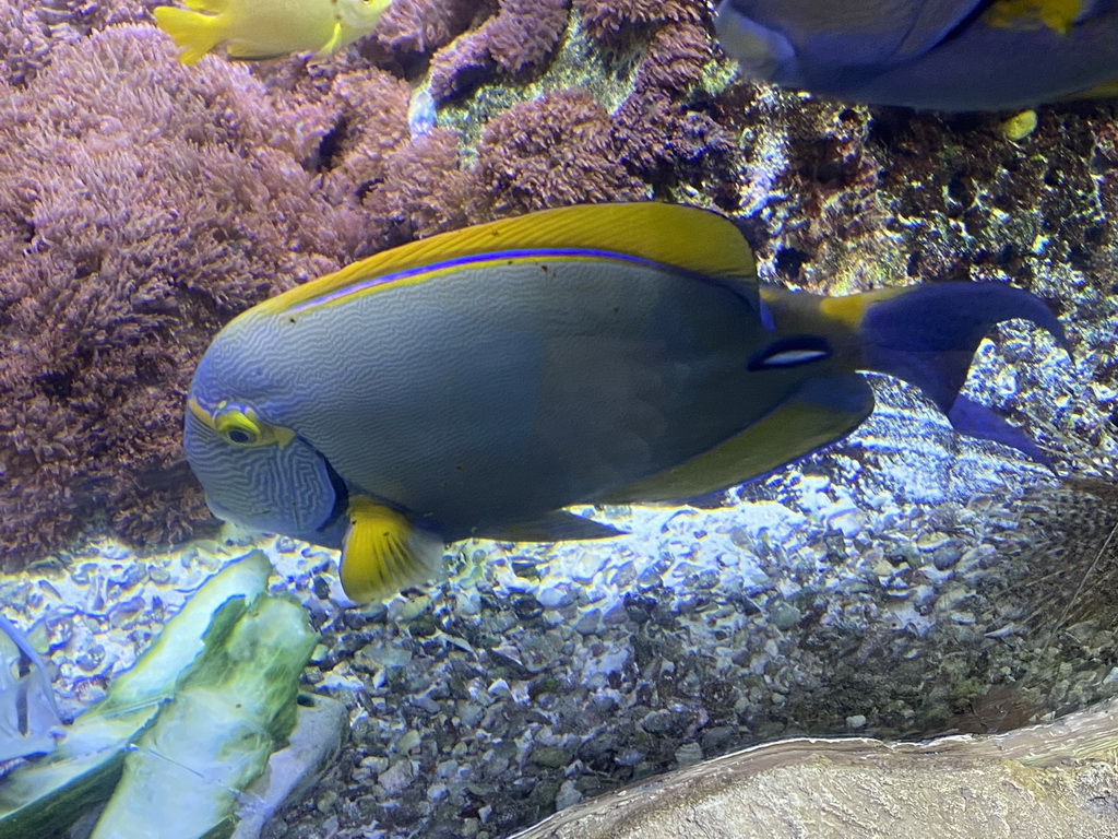 Fishes at the third floor of the Haus des Meeres aquarium