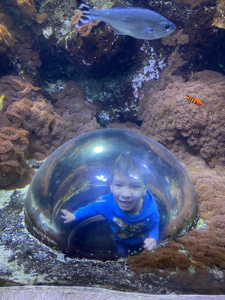 Max in an underwater dome and fishes at the third floor of the Haus des Meeres aquarium