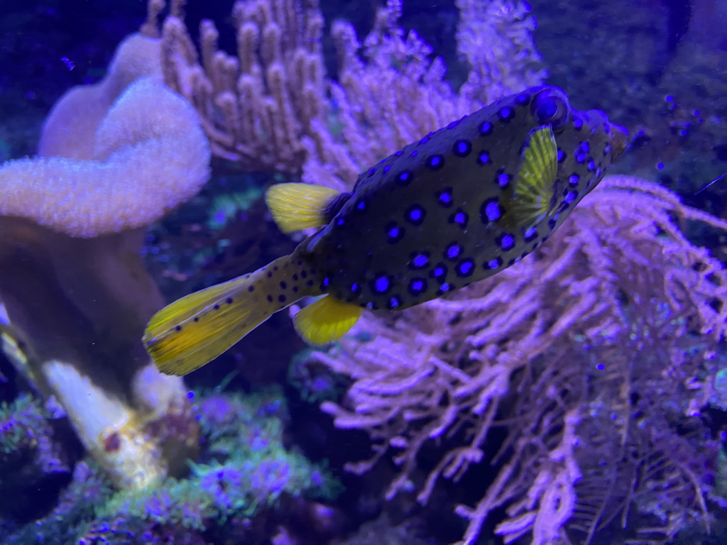 Fish at the third floor of the Haus des Meeres aquarium