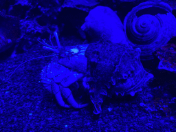 Hermit Crab at the third floor of the Haus des Meeres aquarium