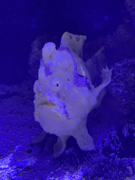 Red Scorpionfish at the third floor of the Haus des Meeres aquarium