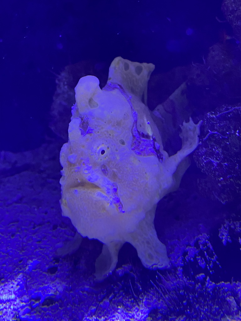 Red Scorpionfish at the third floor of the Haus des Meeres aquarium