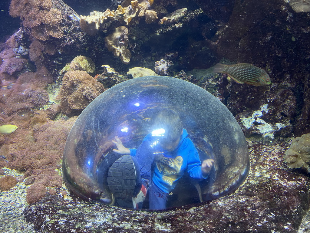 Max in an underwater dome and fishes at the third floor of the Haus des Meeres aquarium