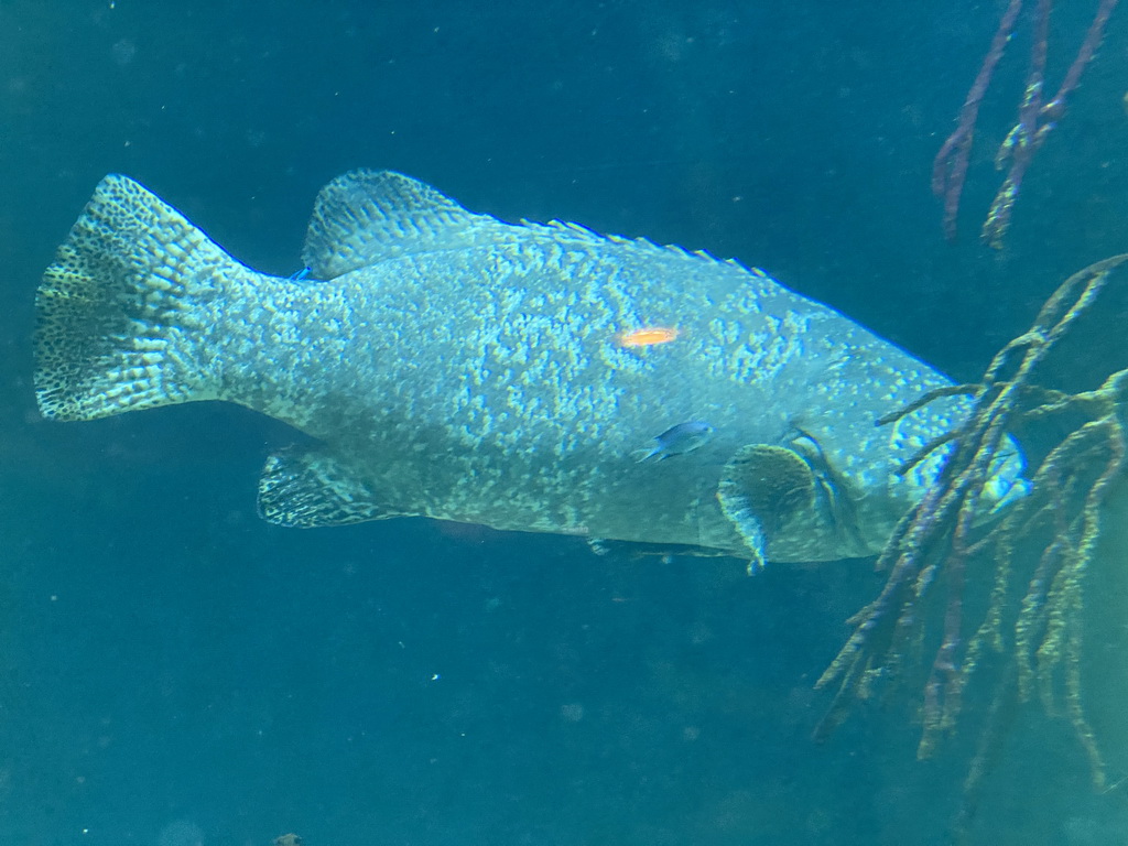 Fishes at the fourth floor of the Haus des Meeres aquarium