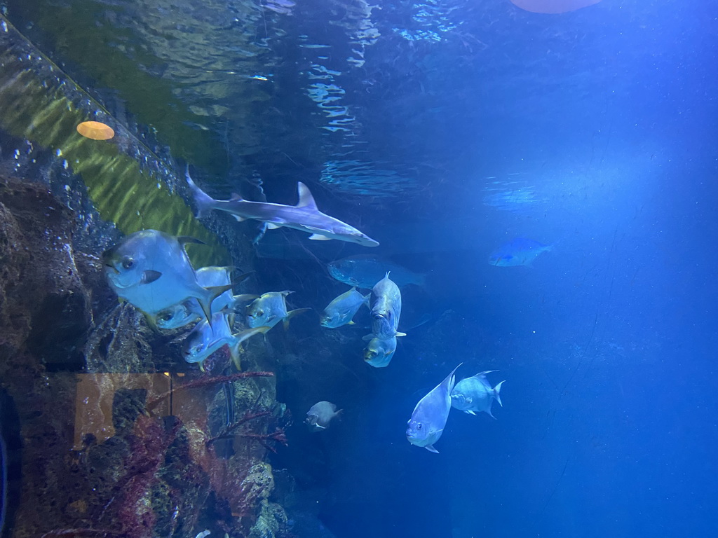 Shark and other fishes at the Caribbean Hammerhead Shark Tank at the tenth floor of the Haus des Meeres aquarium