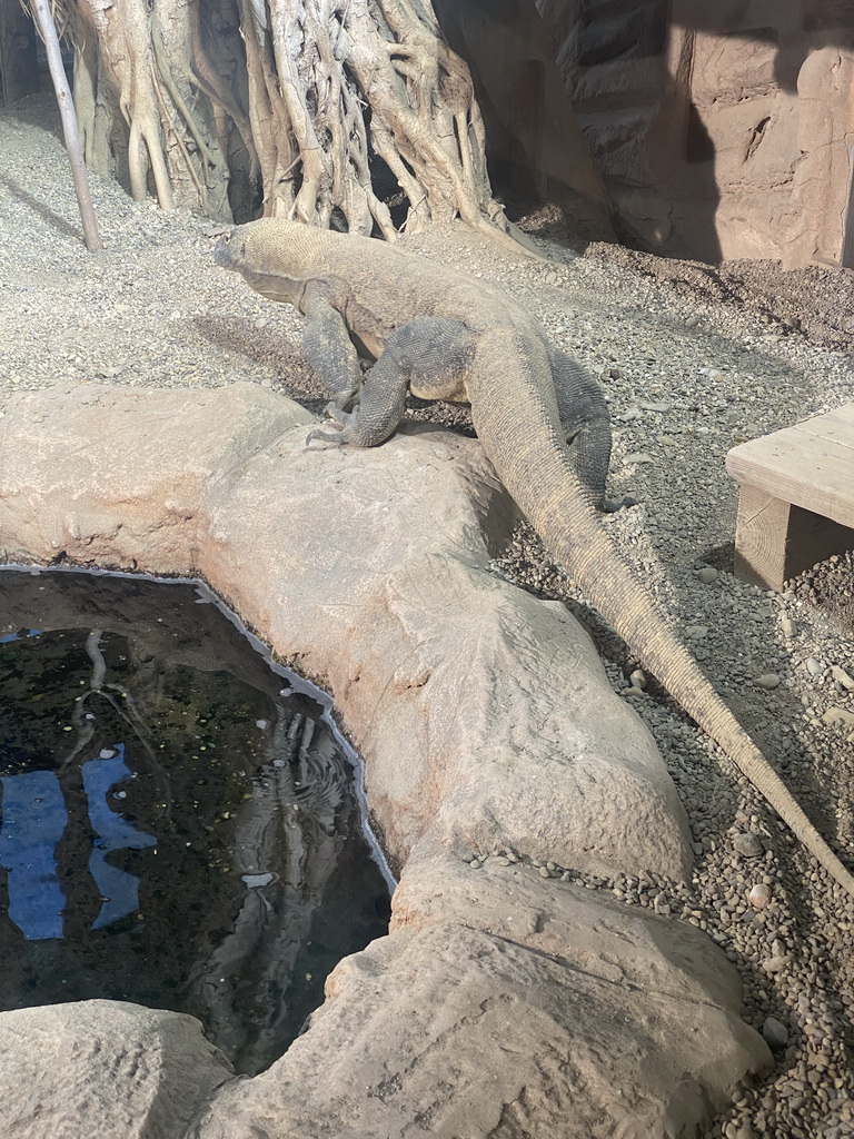 Komodo Dragon at the ninth floor of the Haus des Meeres aquarium