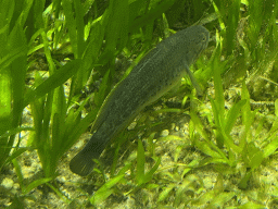 Australian Lungfish at the Australia Exhibition at the ninth floor of the Haus des Meeres aquarium