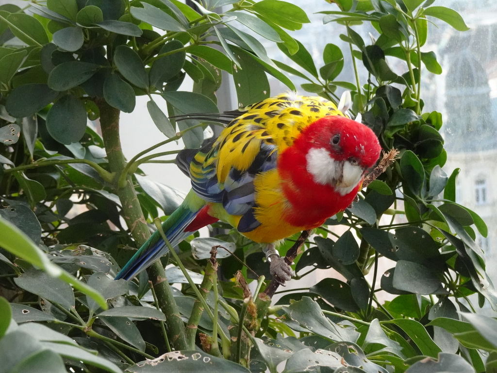 Parrot at the Australia Exhibition at the ninth floor of the Haus des Meeres aquarium