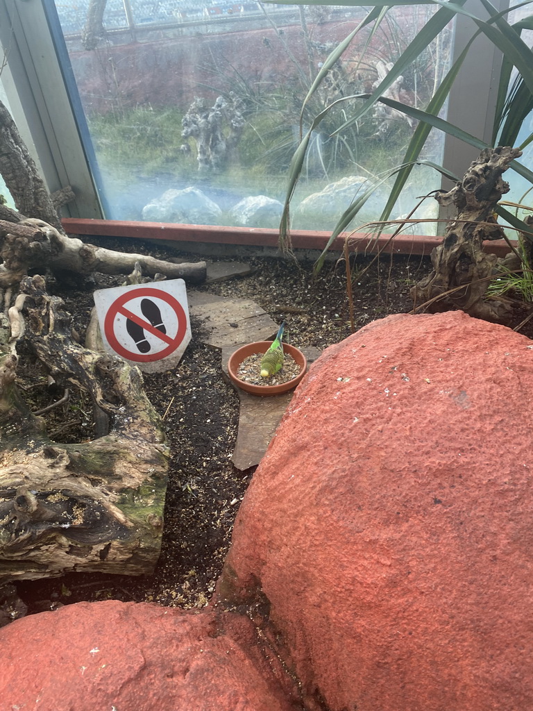 Parakeet eating at the Australia Exhibition at the ninth floor of the Haus des Meeres aquarium