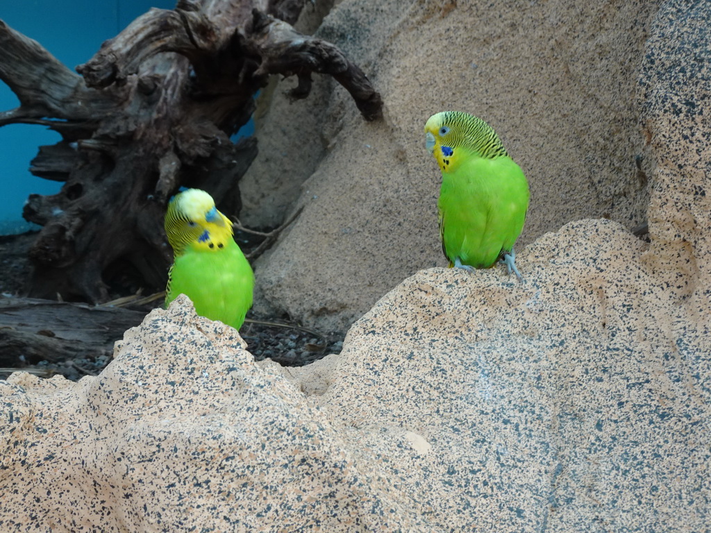 Parrots at the Australia Exhibition at the ninth floor of the Haus des Meeres aquarium