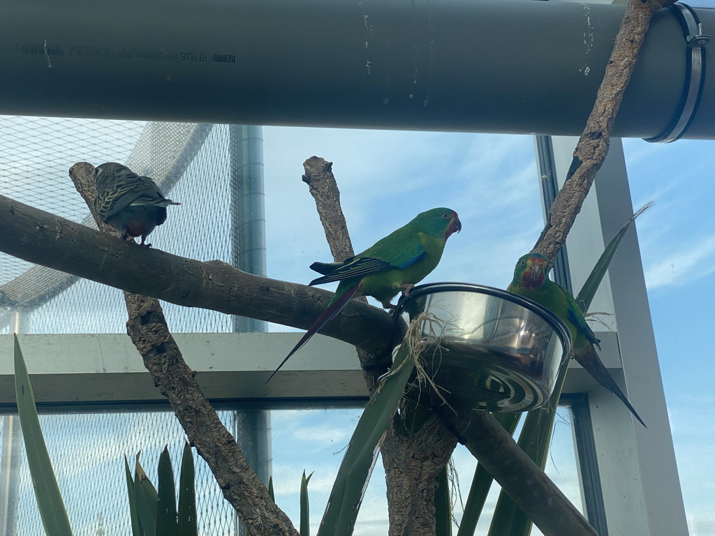 Parrots at the Australia Exhibition at the ninth floor of the Haus des Meeres aquarium