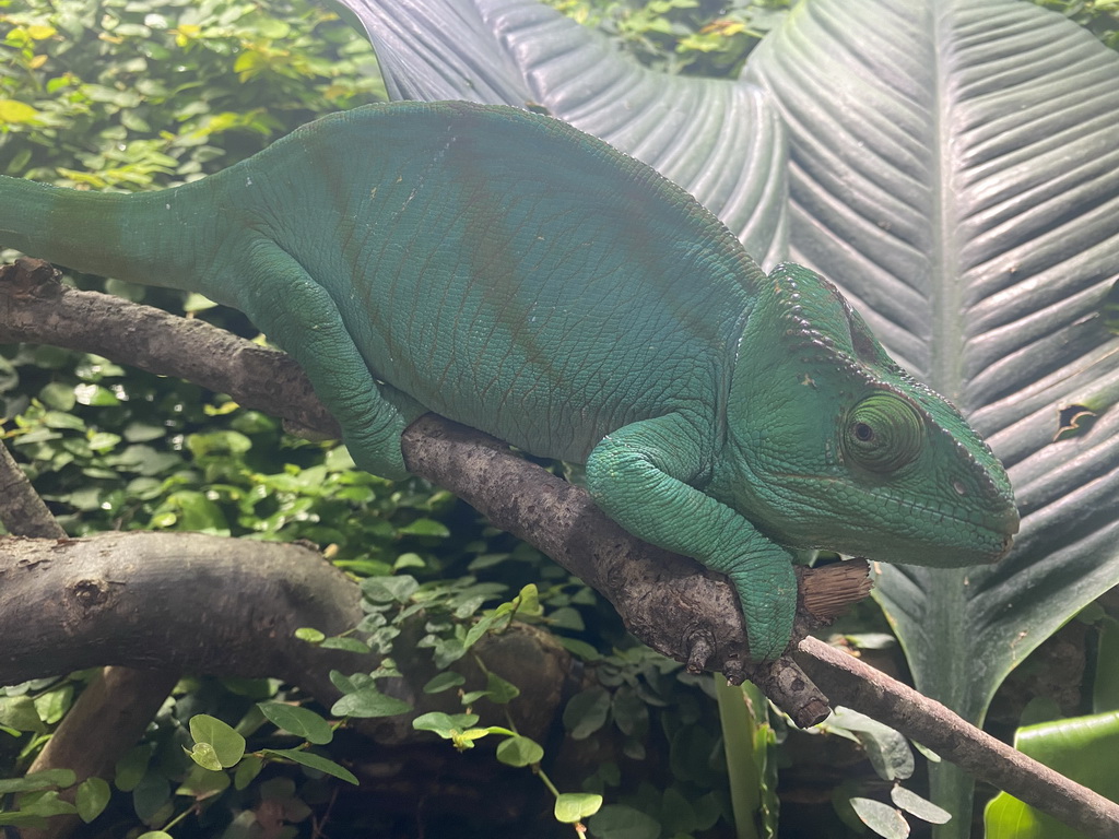 Chameleon at the eighth floor of the Haus des Meeres aquarium