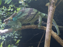 Parson`s Chameleon at the eighth floor of the Haus des Meeres aquarium