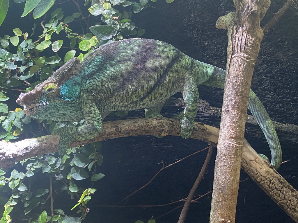 Parson`s Chameleon at the eighth floor of the Haus des Meeres aquarium