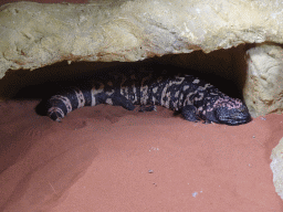 Gila Monster at the seventh floor of the Haus des Meeres aquarium