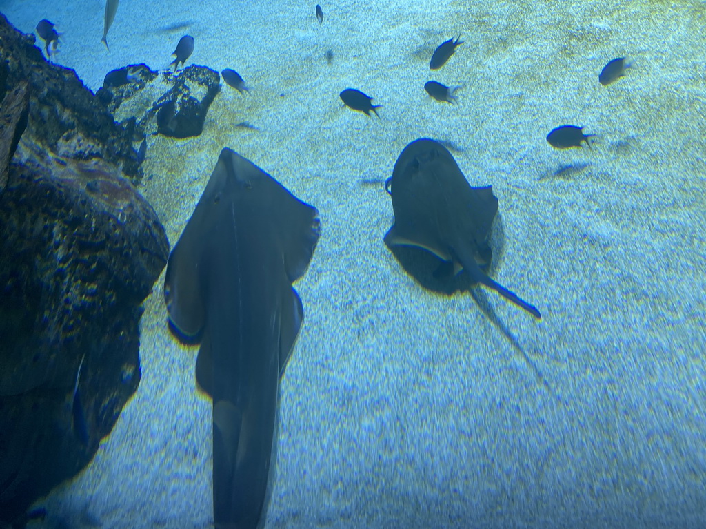 Shark, Stingray and other fishes at the 360° Shark Tank at the seventh floor of the Haus des Meeres aquarium