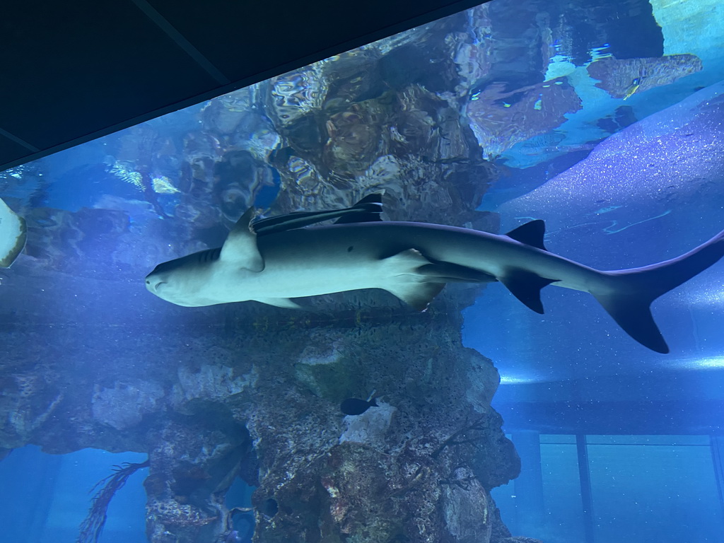 Shark and other fishes at the 360° Shark Tank at the seventh floor of the Haus des Meeres aquarium