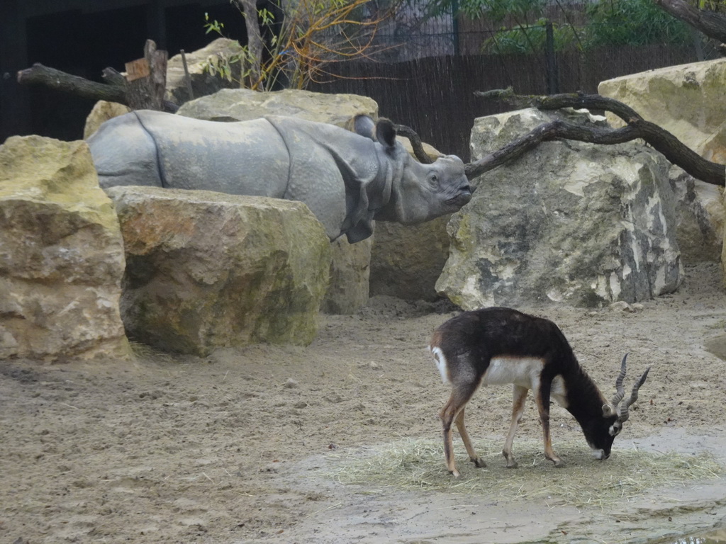 Indian Rhinoceros and Blackbuck at the Schönbrunn Zoo