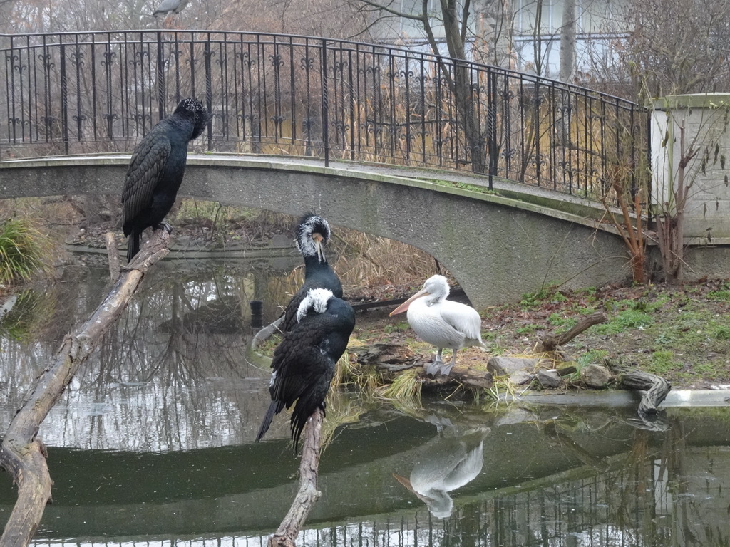 Great Cormorants and Dalmatian Pelican at the Schönbrunn Zoo