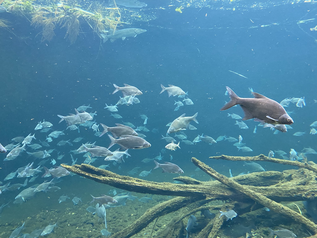 Fishes at the start of the Nature Adventure Trail at the Schönbrunn Zoo