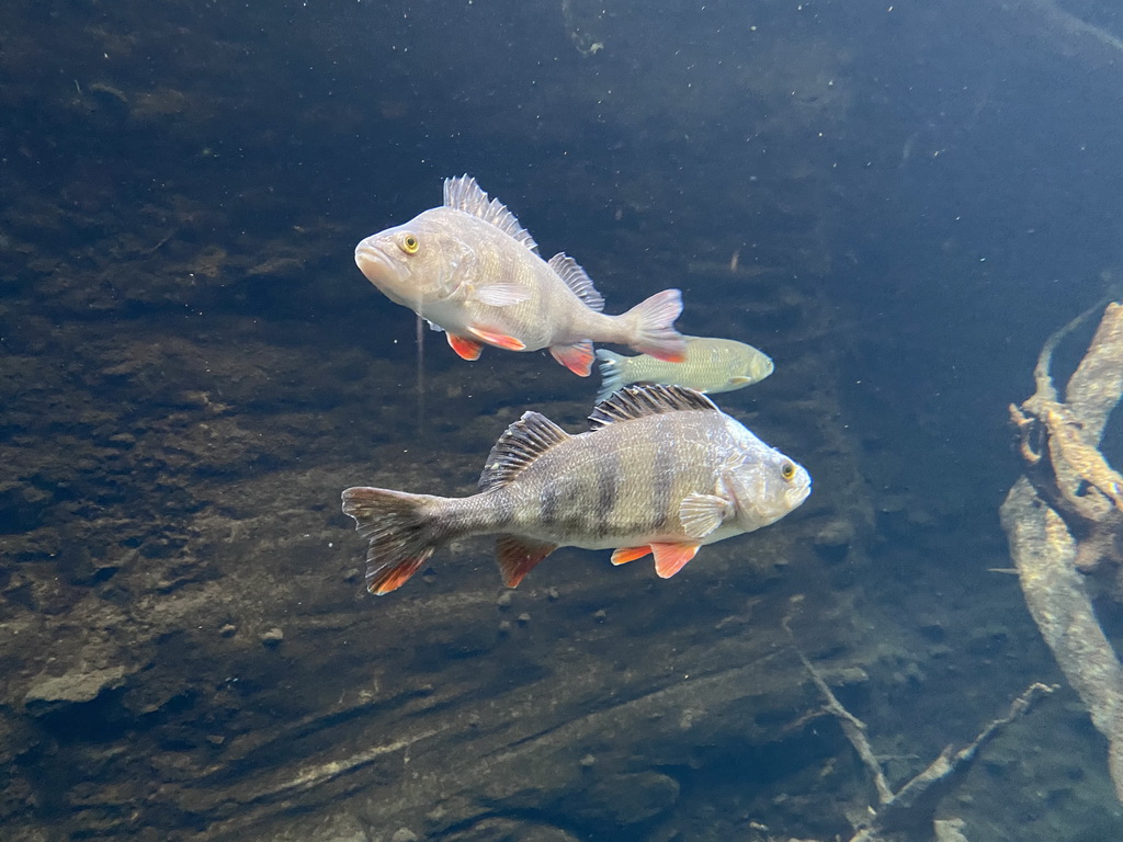 European Perches and Danube Salmon at the start of the Nature Adventure Trail at the Schönbrunn Zoo