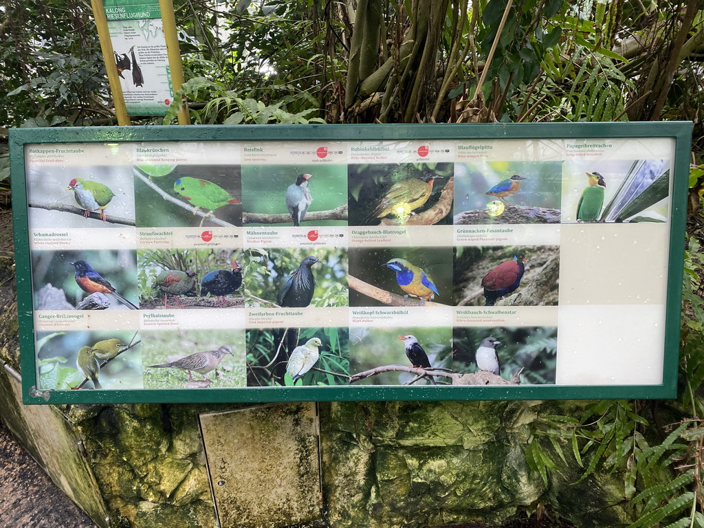 Explanation on the Indian Flying Fox and the bird species at the Rainforest House at the Schönbrunn Zoo