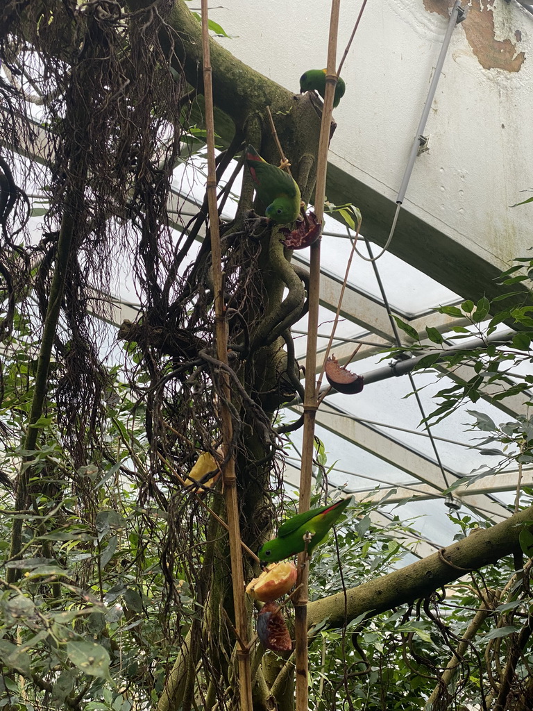 Blue-crowned Hanging Parrots at the Rainforest House at the Schönbrunn Zoo