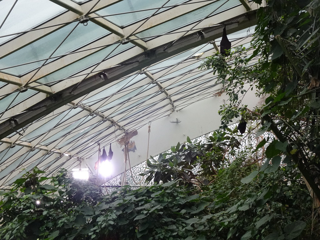 Indian Flying Foxes at the Rainforest House at the Schönbrunn Zoo