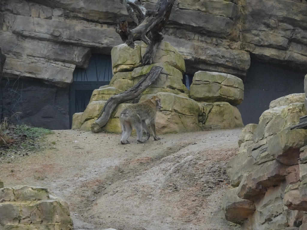 Barbary Macaque at the Schönbrunn Zoo