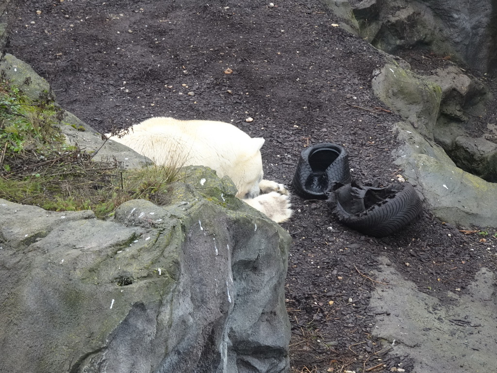 Polar Bear at the Schönbrunn Zoo