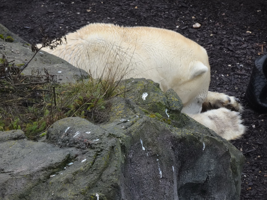 Polar Bear at the Schönbrunn Zoo