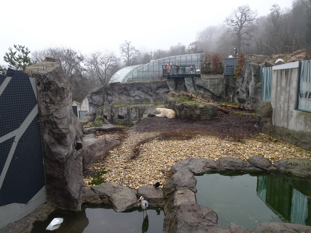 Polar Bear at the Schönbrunn Zoo