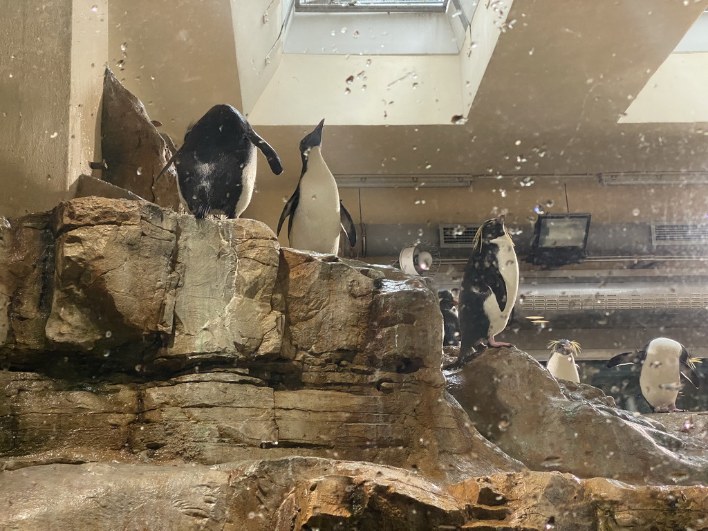 King Penguins and Rockhopper Penguins at the Polarium at the Schönbrunn Zoo