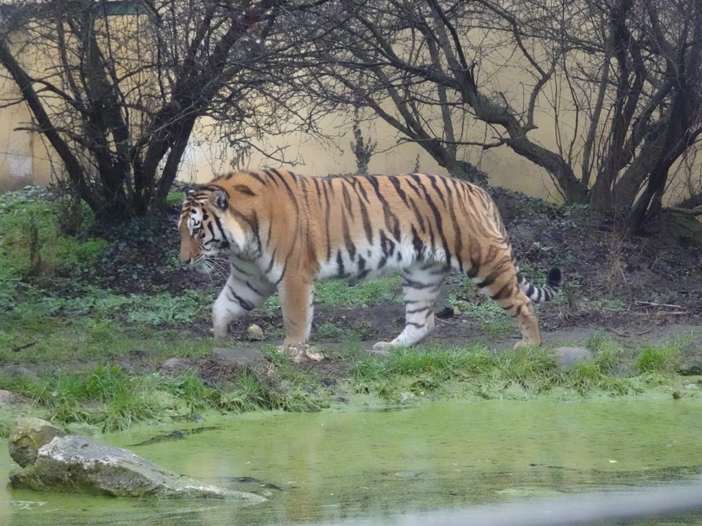 Siberian Tiger at the Schönbrunn Zoo