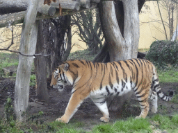 Siberian Tiger at the Schönbrunn Zoo