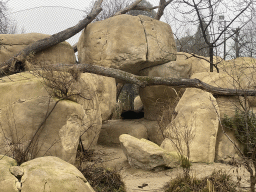 Lion at the Schönbrunn Zoo