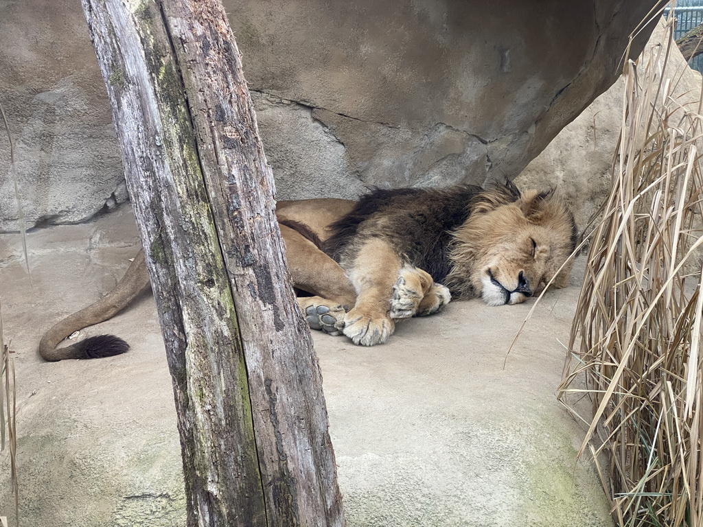 Lion at the Schönbrunn Zoo