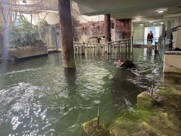 Hippopotamus at the Hippopotamus House at the Schönbrunn Zoo