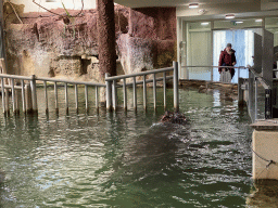 Hippopotamus at the Hippopotamus House at the Schönbrunn Zoo