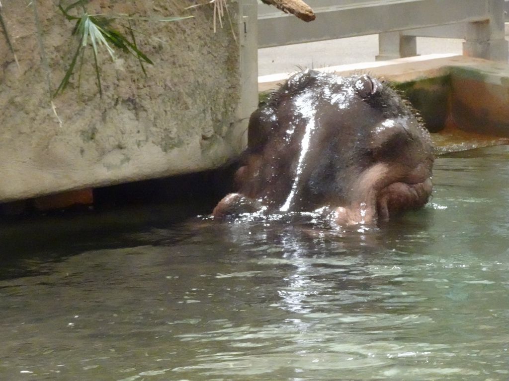 Hippopotamus at the Hippopotamus House at the Schönbrunn Zoo