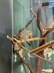 Squirrel Monkeys with young at the Monkey House at the Schönbrunn Zoo